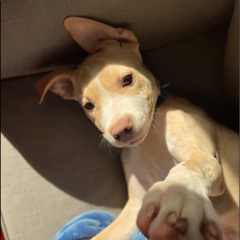 Meet your Posher, Janet